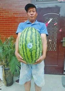 热门大瓜每日大赛,揭秘娱乐圈风云变幻，大赛精彩瞬间回顾